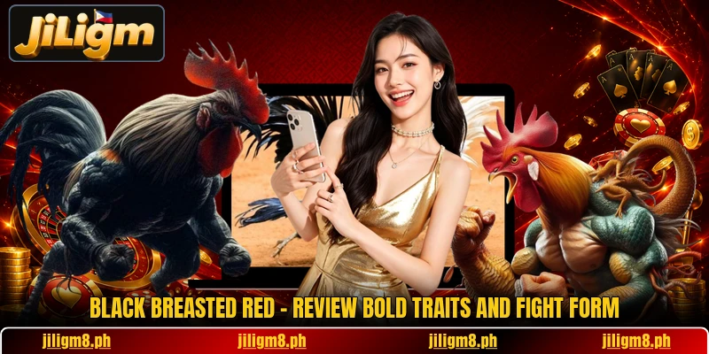 Black Breasted Red - Review Bold Traits And Fight Form