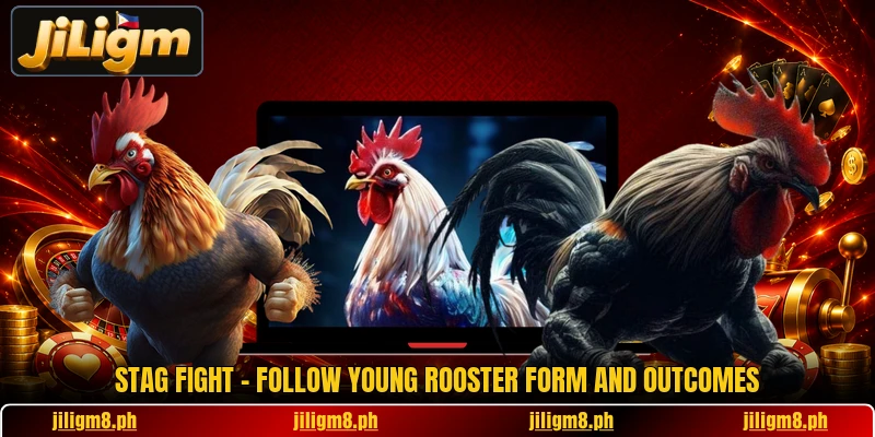 Stag Fight - Follow Young Rooster Form And Outcomes